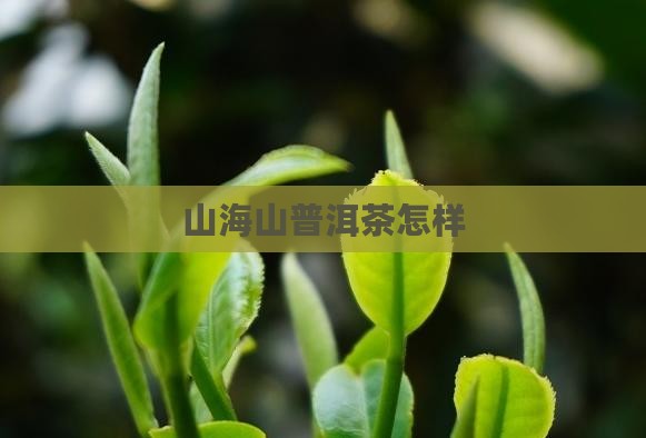 山海山普洱茶怎样