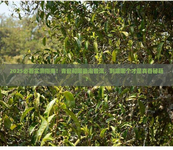 青瓷跟陶瓷哪个泡普洱茶好