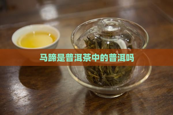 马蹄脚是普洱茶吗
