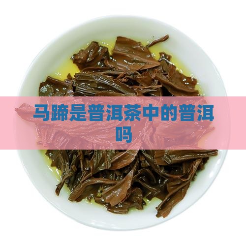 马蹄脚是普洱茶吗