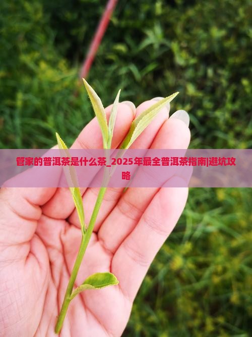 管家的普洱茶是什么茶