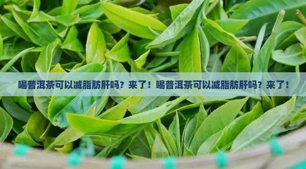 喝普洱茶可以减脂肪肝吗
