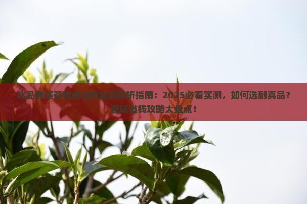冰岛老寨茶的特点和功效
