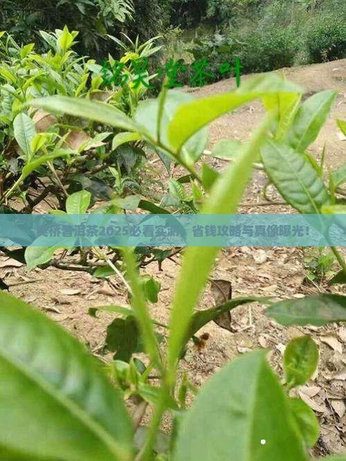 吴桥普洱茶品牌