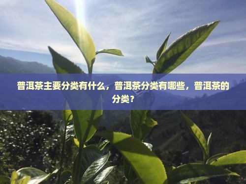 普洱茶主要分类有什么
