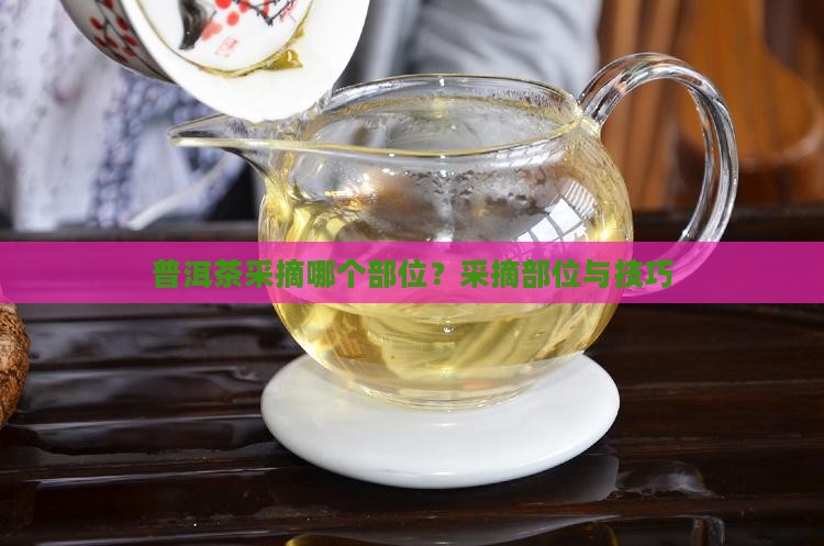 普洱茶采摘哪个部位