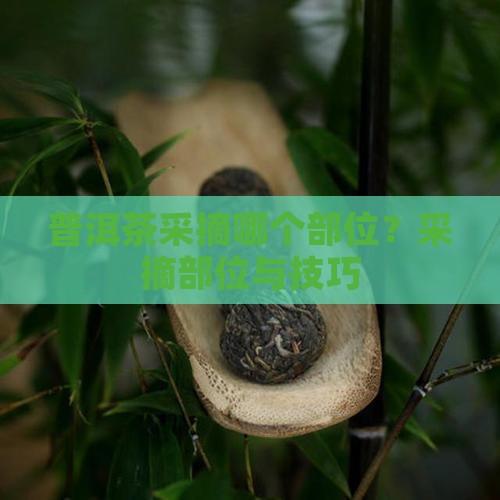 普洱茶采摘哪个部位