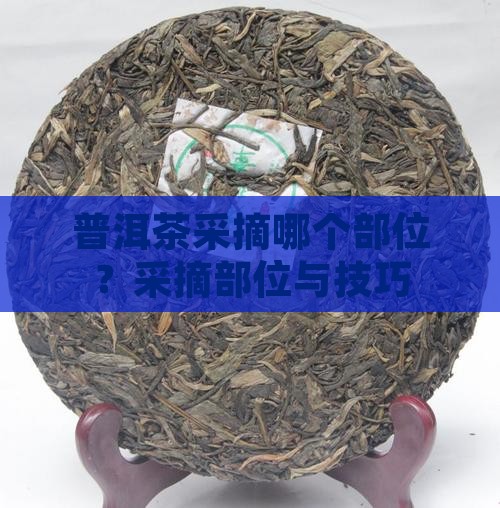 普洱茶采摘哪个部位