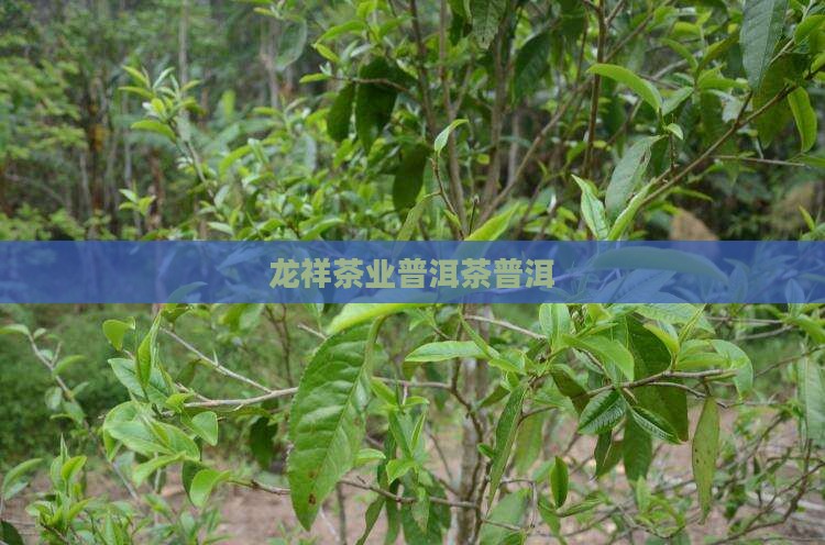 玉龙祥茶叶普洱茶