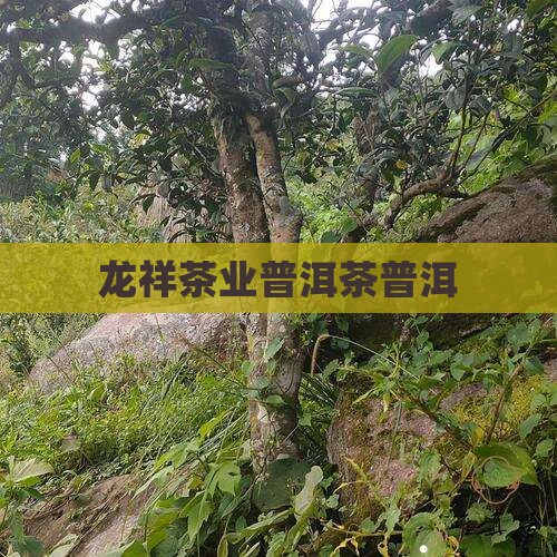 玉龙祥茶叶普洱茶
