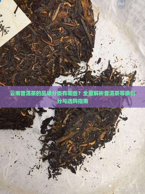 云南普洱茶的品级分类有哪些