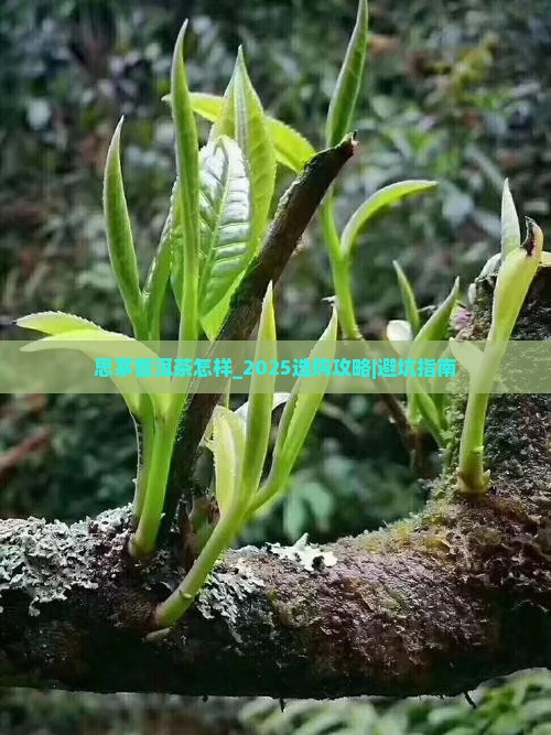 思茅普洱茶怎样