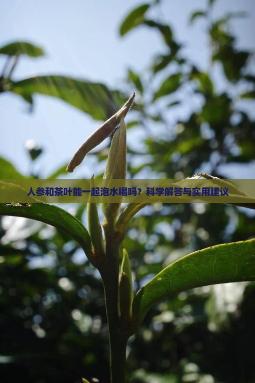人参和茶叶能一起泡水喝吗