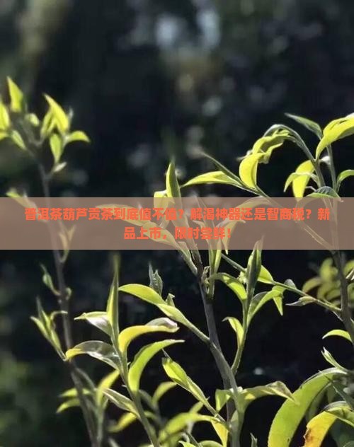 普洱茶葫芦贡茶