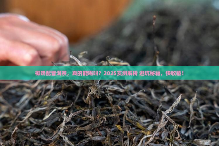 椰奶和普洱茶能一起喝吗