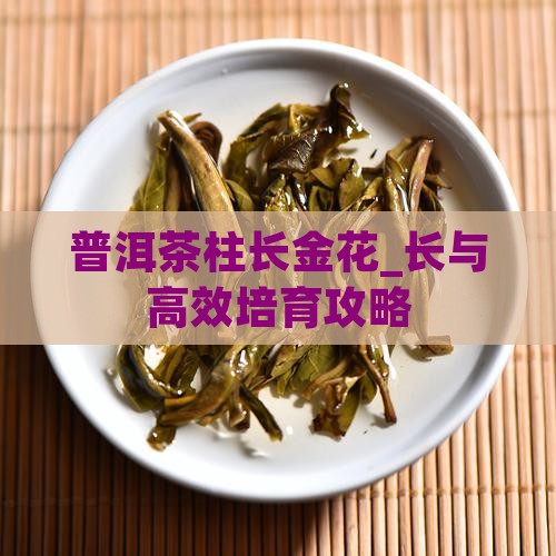 普洱茶柱长金花