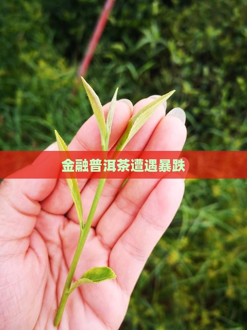 金融普洱茶大跌