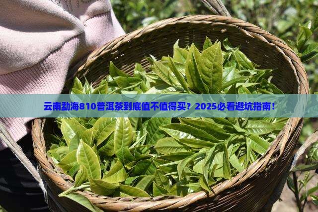 云南勐海810普洱茶