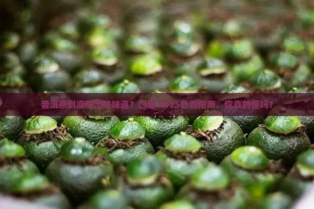 如何介绍普洱茶的口感特点