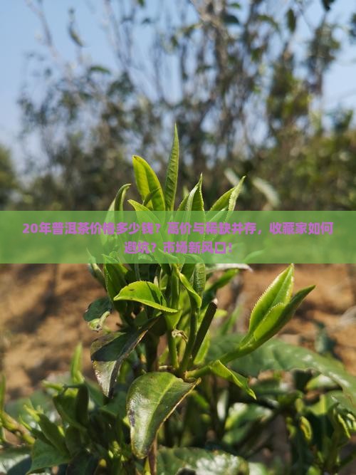 20年普洱茶价格多少钱