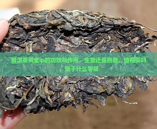 普洱茶黄金ip