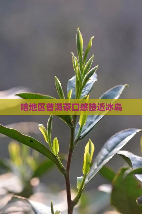 啥地区的茶口感接近冰岛
