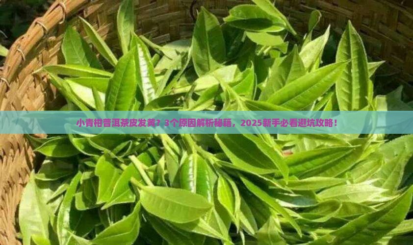 小青柑普洱茶皮发黄怎么回事