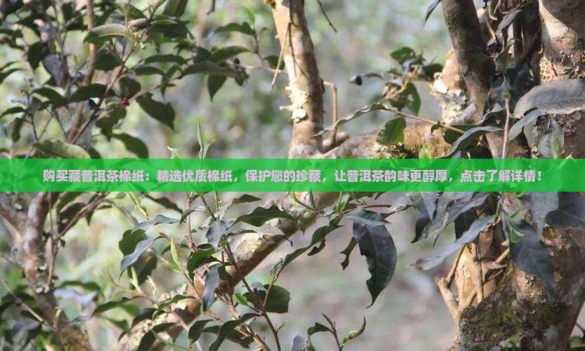 购买藏普洱茶棉纸