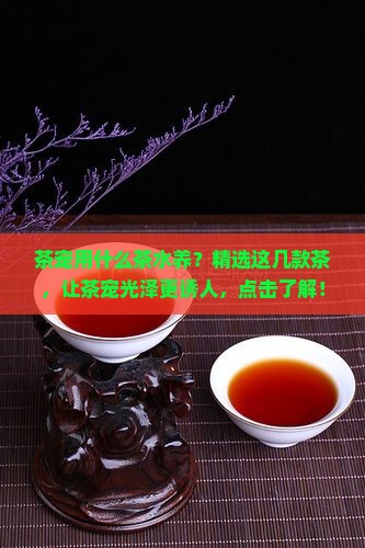 茶宠用什么茶水养