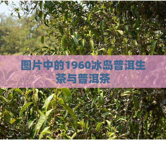 1960冰岛普洱生茶