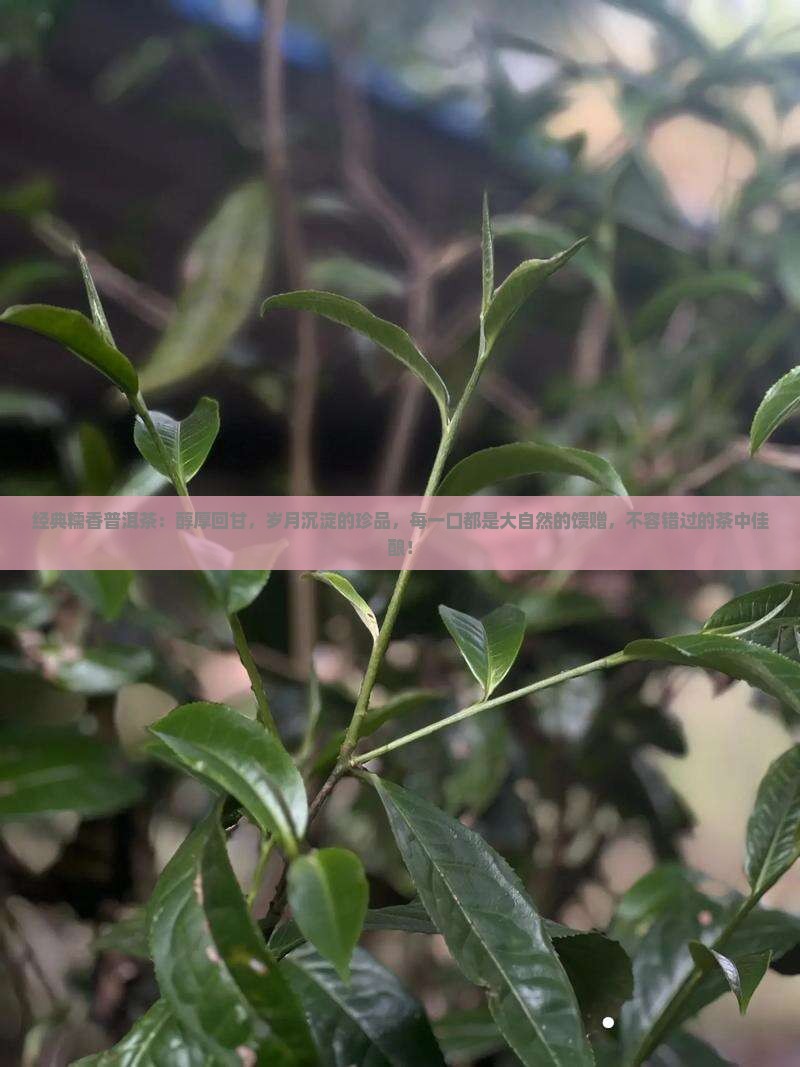经典糯香普洱茶