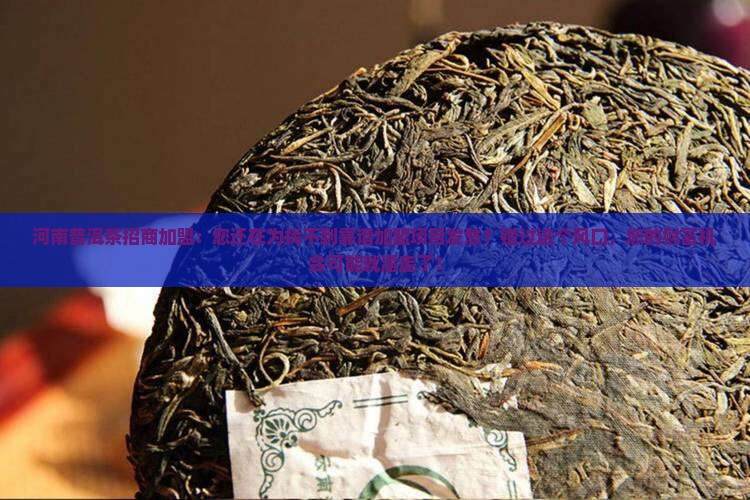 河南普洱茶品牌招商加盟
