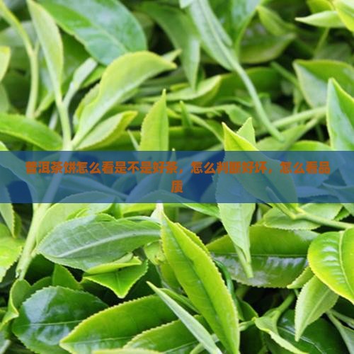 普洱茶饼怎么看是不是好茶