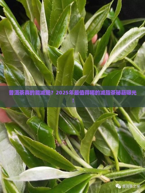 最适合减肥的普洱茶