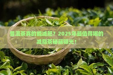 最适合减肥的普洱茶
