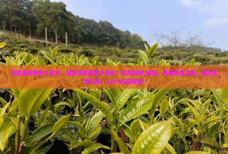 泡普洱茶要多少渡水