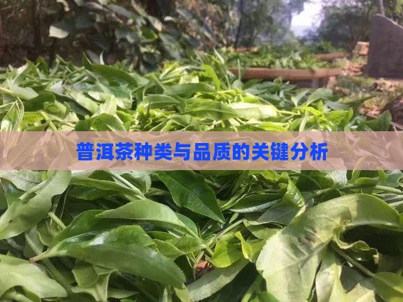 普洱茶种类和品质的关键
