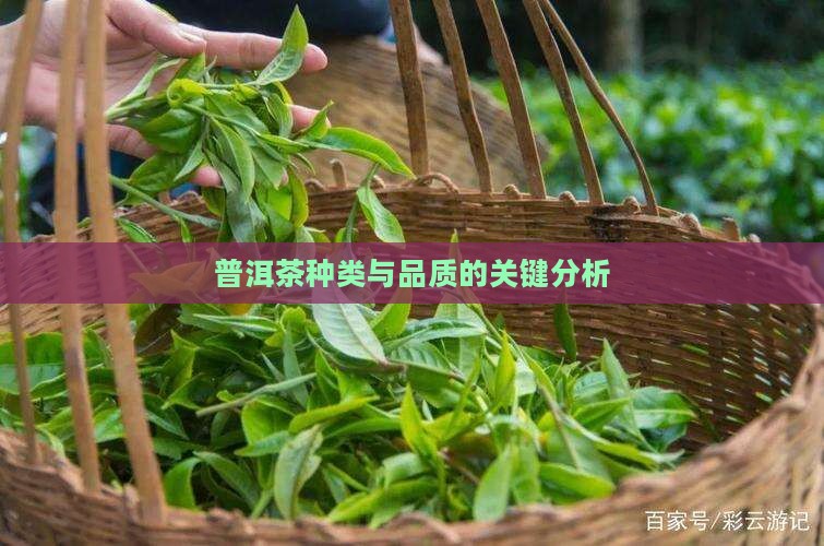 普洱茶种类和品质的关键