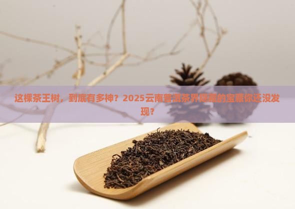 云南普洱茶界的茶王树