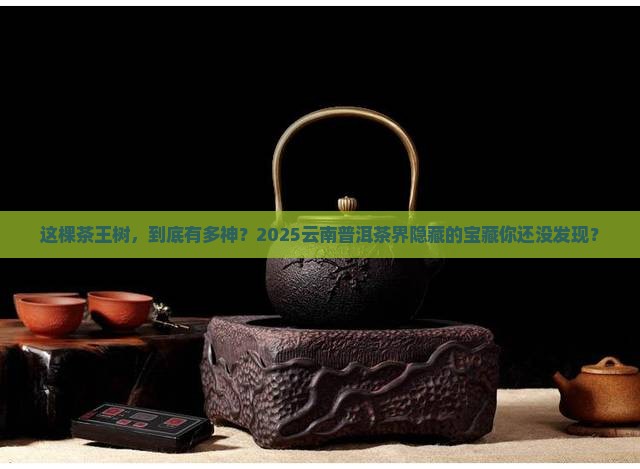 云南普洱茶界的茶王树