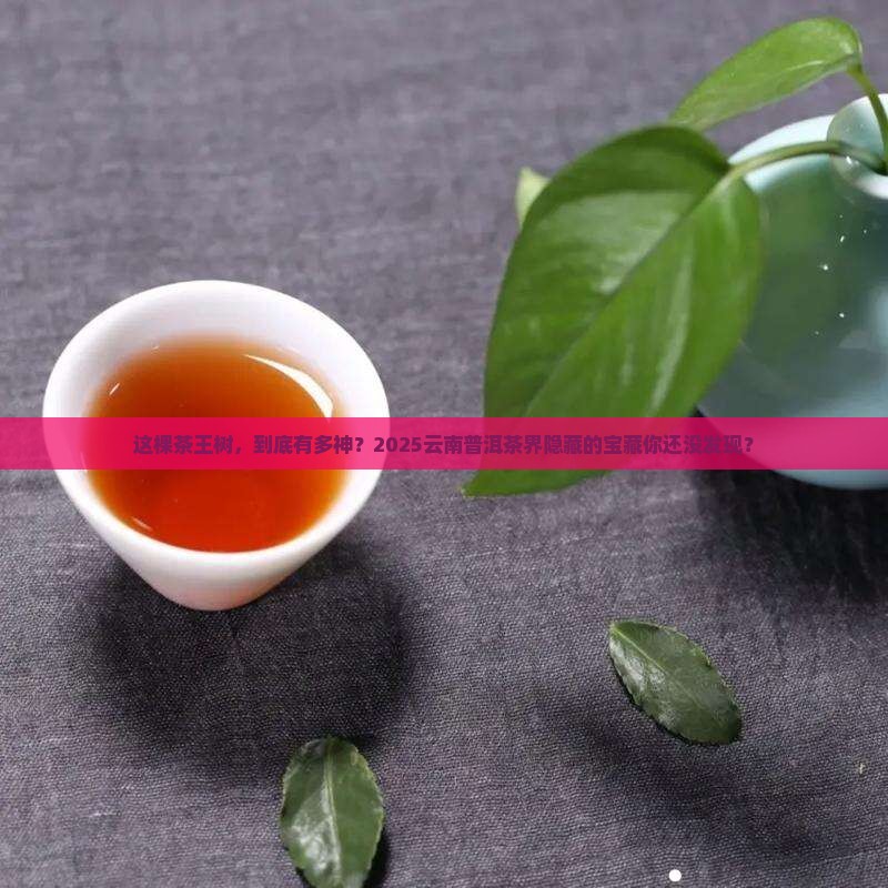 云南普洱茶界的茶王树