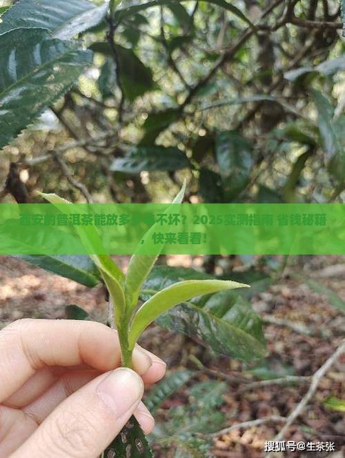 普洱茶在西安能保存多久
