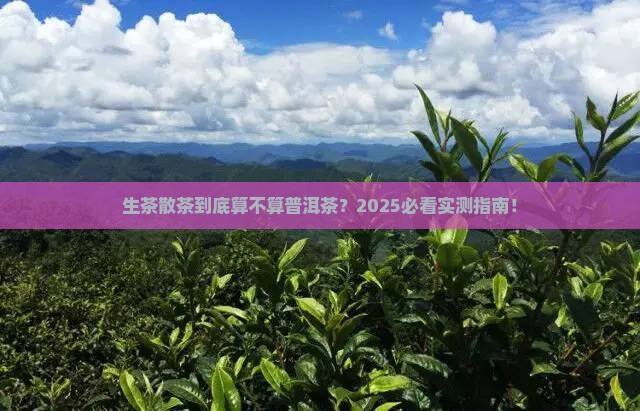 生茶散茶算普洱茶吗