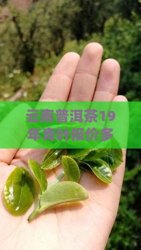 云南普洱茶19年青叶报价