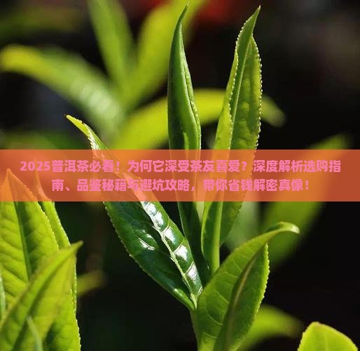 普洱茶深受茶友喜爱