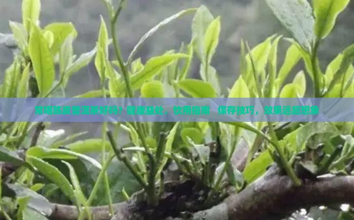 常喝陈皮普洱茶好吗