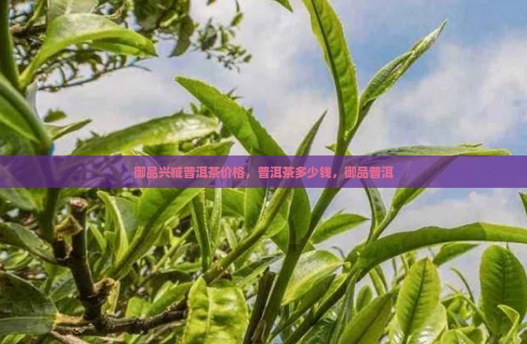 御品兴臧普洱茶多少钱
