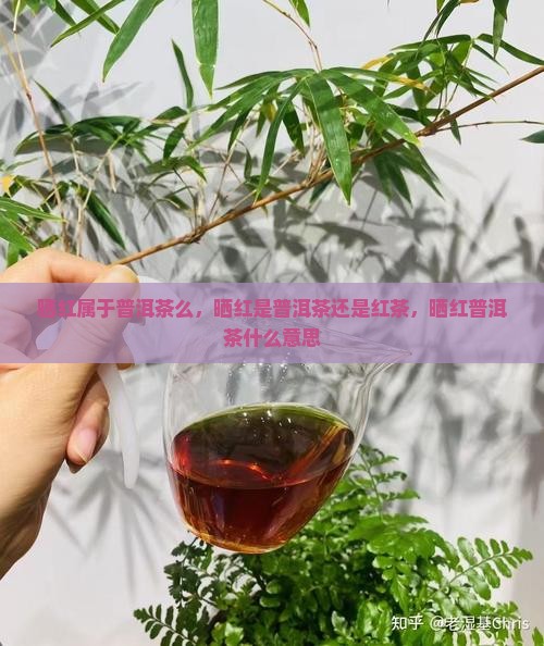 晒红属于普洱茶么