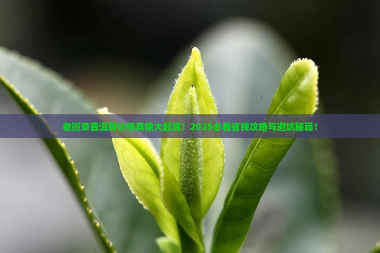老班章普洱砖价格