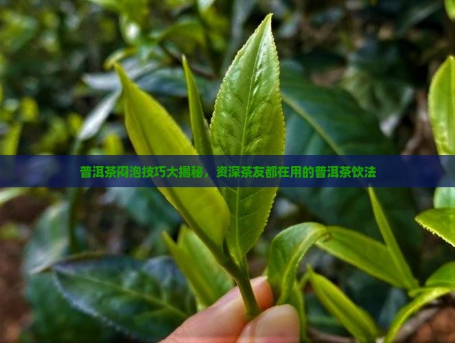 普洱茶闷泡测评